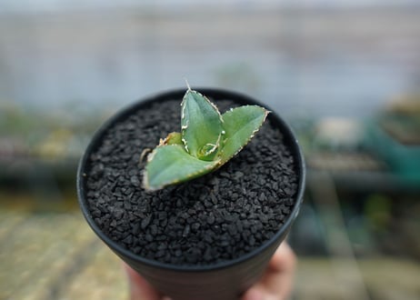 アガベ　チタノタ　FO-76　agave titanota  FO-76　No.4