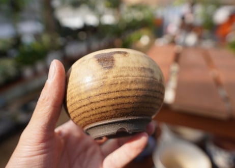 關まどか pot NO.19-2