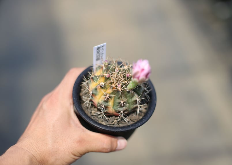 ギムノカリキウム 翠晃冠錦 花芽5／5 | mana's farm:塊根植物・アガベ