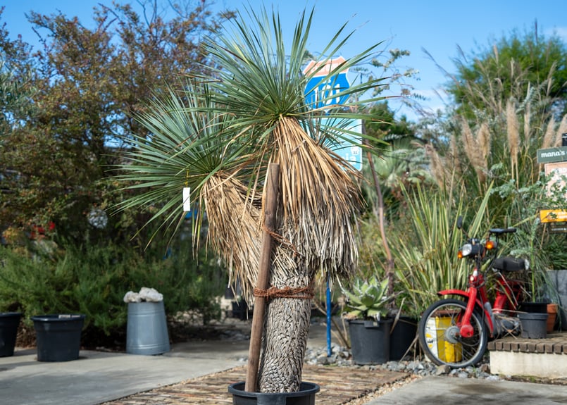 トリプルヘッドの超希少個体】ユッカ ロストラータ | mana's farm:塊根