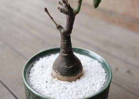 アデニア　グラウカ　Adenia glauca