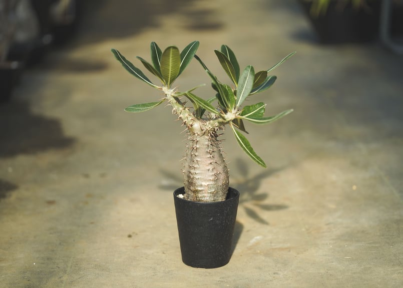 パキポディウム カクチペス | mana's farm:塊根植物・アガベ