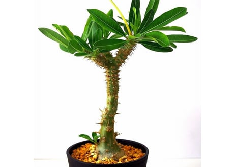 Pachypodium makayense パキポディウム マカイエンセ　魔界玉
