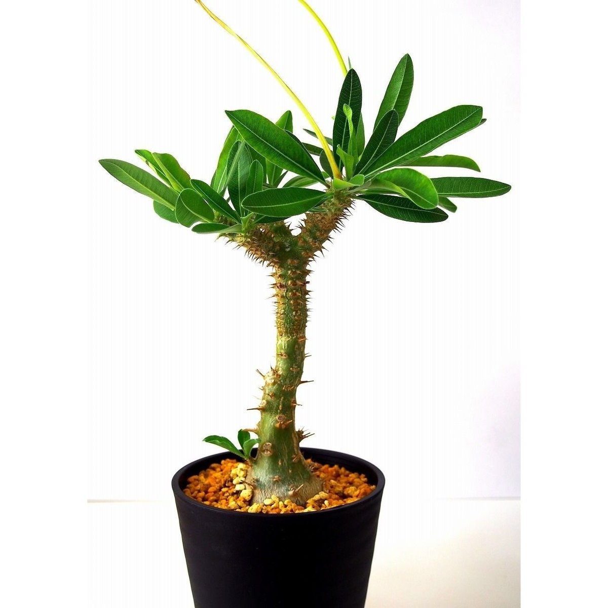 パキポディウムマカイエンセ　魔界玉 パキポディウムマカイエンセ -魔界玉- No.A35 | KUROUSAGI