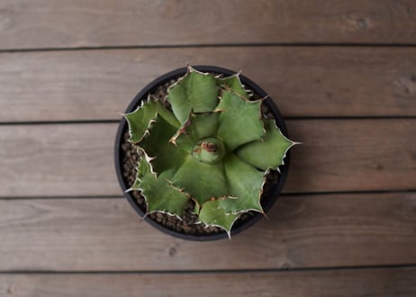 Agave titanota ”FO-76"