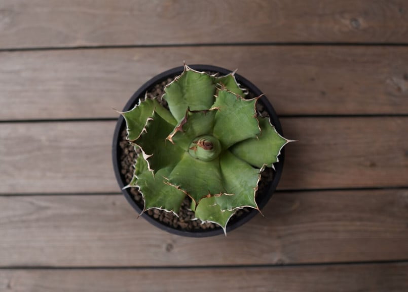 Agave titanota ”FO-76