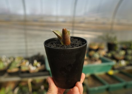 アガベ　チタノタ　台湾seeding 　Agave titanota  Taiwan seedling　No.1