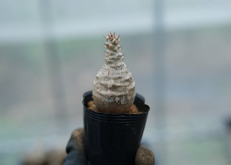 パキポディウム ウィンゾリー 沖縄実生 No.6 [2026/02/12] | mana's