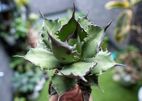 Agave titanota FO-76 B NO.2