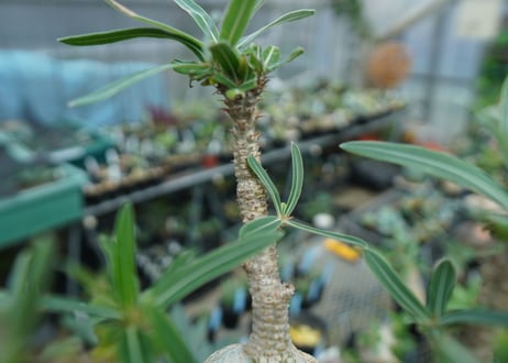 パキポディウム　グラキリス　 Pachypodium Gracilius  No.4