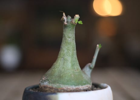 アデニア　グラウカ　Adenia glauca