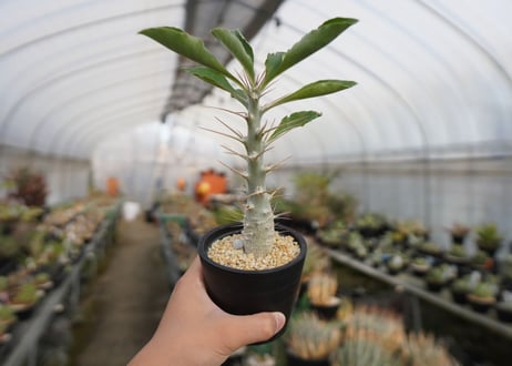 パキポディウム　サンデルシー　Pachypodeium saundersii