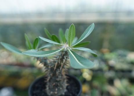 パキポディウム　伊藤ハイブリッド　Pachypodium 'Itoh Hybrid'