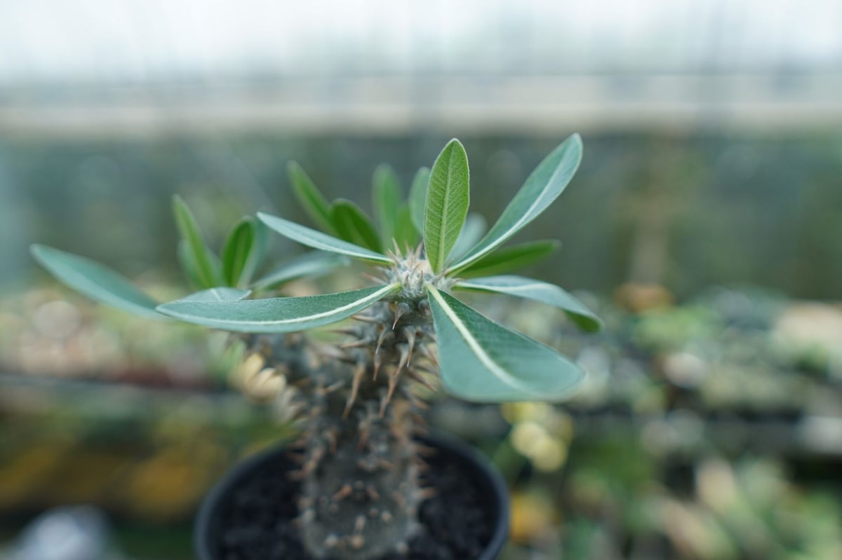 パキポディウム 伊藤ハイブリッド Pachypodium 'Itoh Hybrid' | ma