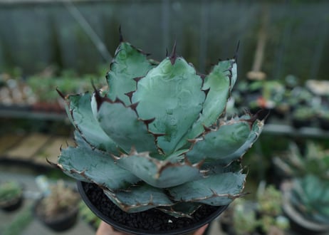 アガベ　チタノタ　 ブラックアンドブルー 　Agave titanota black and blue　No.2