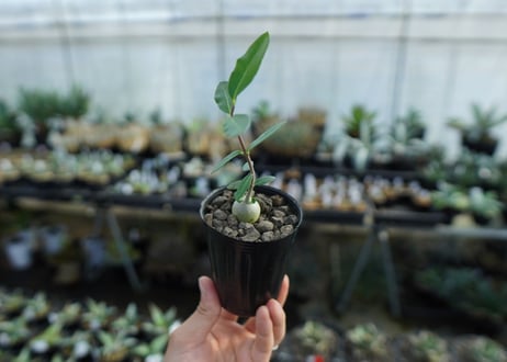 フォッケア　エデュリス　Fockea edulis　No.2