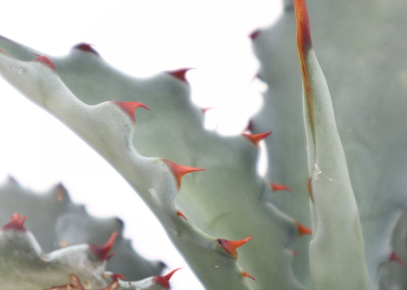 【引き取り限定】ハイブリッドアガベ レオコロラータ 耐寒性抜群 親株 60cm 引き取り限定】ハイブリッドアガベ レオコロラータ 耐寒性抜群 親株 60cm