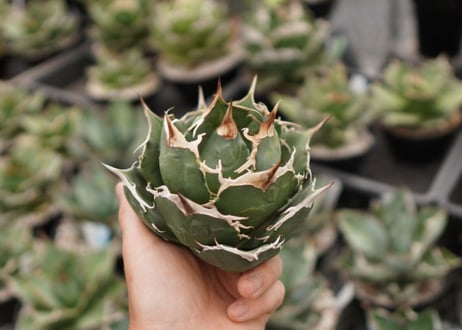 アガベ　チタノタ　白鯨　NO.2