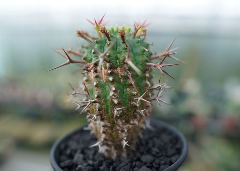 ユーフォルビア 群星冠 Euphorbia stellispina | mana's farm