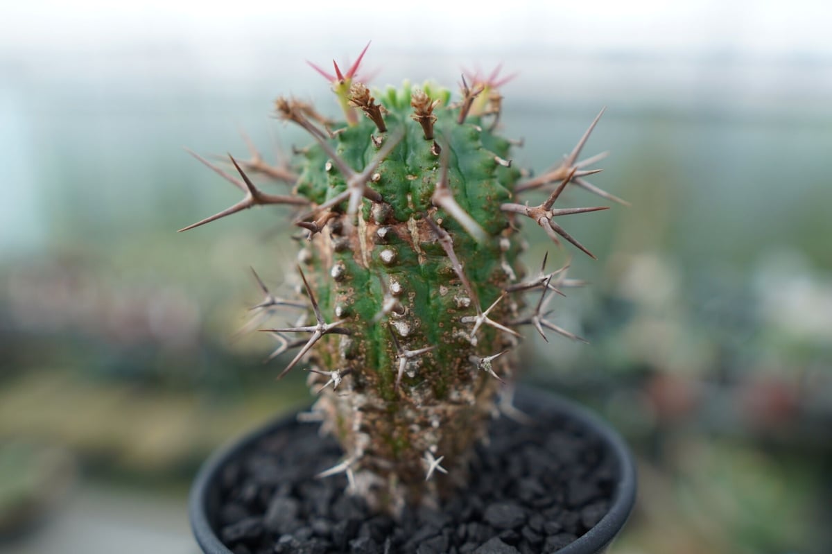ユーフォルビア 群星冠 Euphorbia stellispina | mana's farm