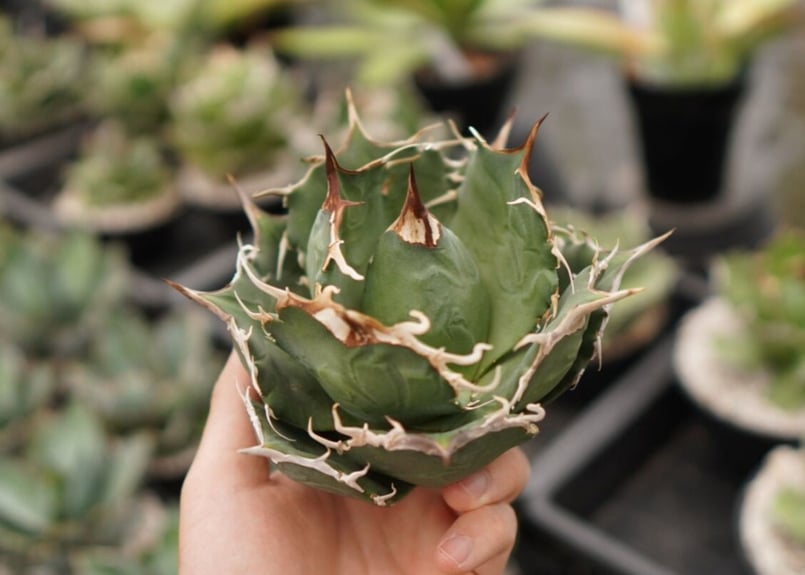 アガベ チタノタ 白鯨 NO.6 | mana's farm:塊根植物・アガベ・ドライ