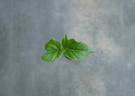 フィカス パルメリー Ficus palmeri