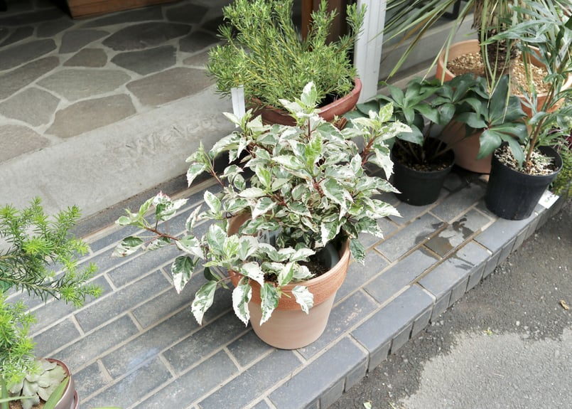 ハイビスカス スノーフレーク 斑入り | mana's farm:塊根植物・アガベ