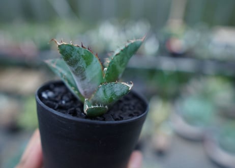 アガベ　チタノタ　 ブラックアンドブルー 　Agave titanota black and blue　No.3