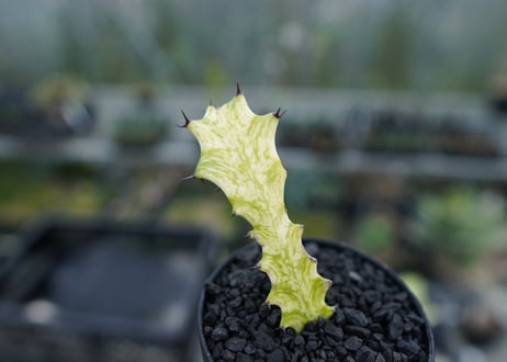 ユーフォルビア　イエローゴースト　Euphorbia lactea Yellow Ghost