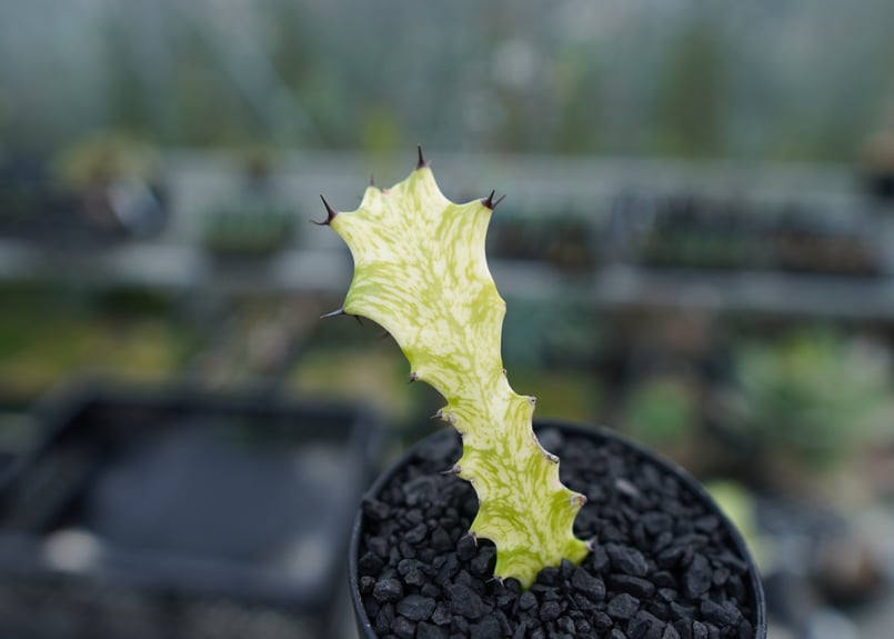 ⭐ユーフォルビア・イエローゴースト⭐ ユーフォルビア・イエローゴースト | trigger