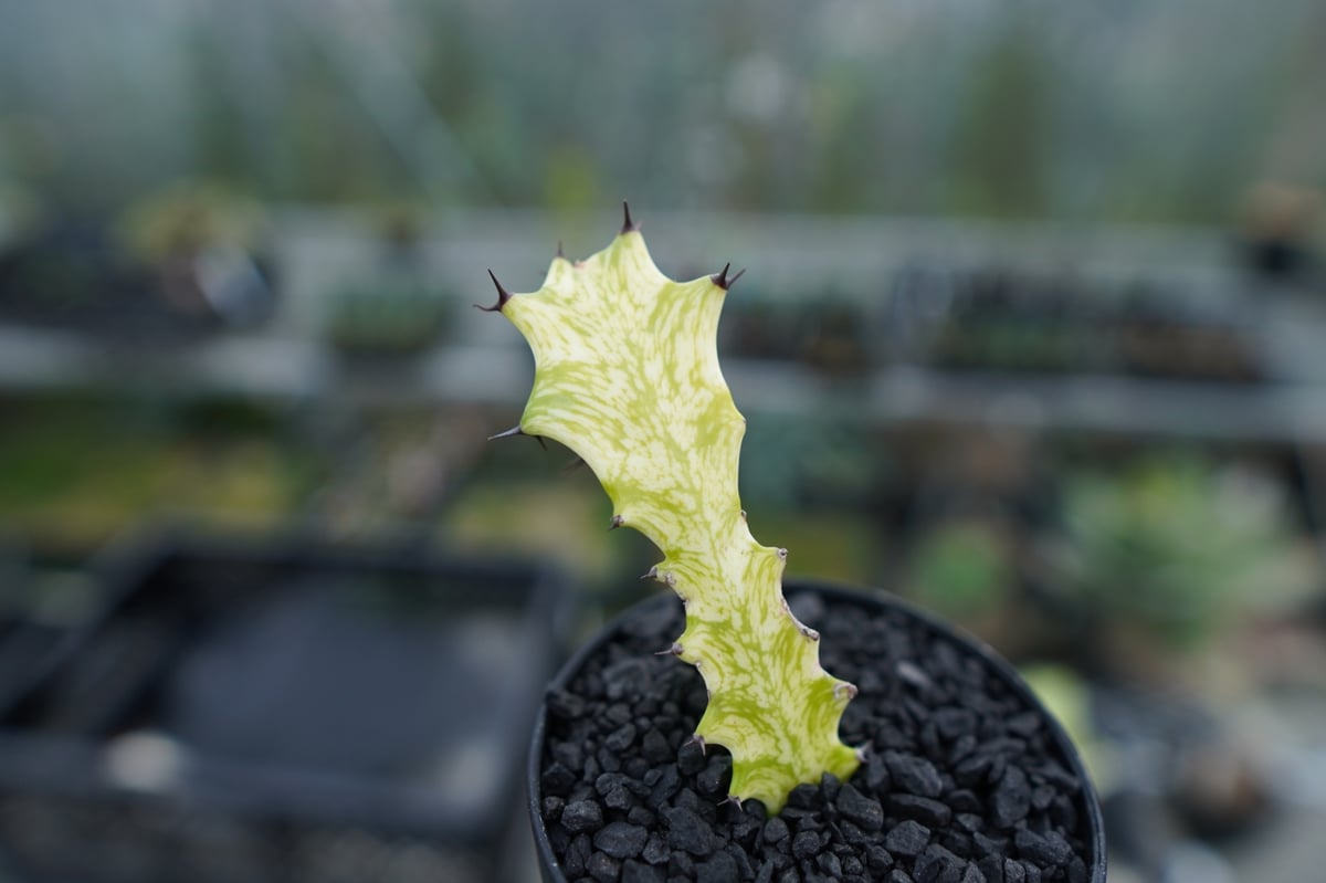 ユーフォルビア イエローゴースト Euphorbia lactea Yellow