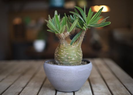 パキポディウム　グラキリス　 Pachypodium Gracilius