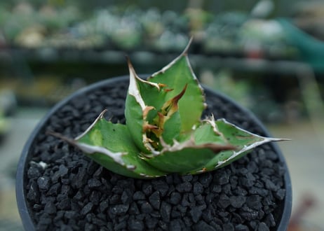 アガベ　チタノタ 　Agave titanota　No.8