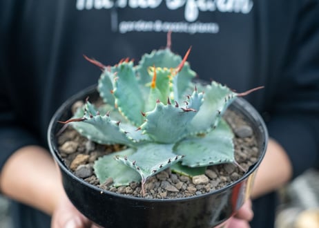 アガベ　ポタトラム　”スポーン”　agave potatorum "spawn"