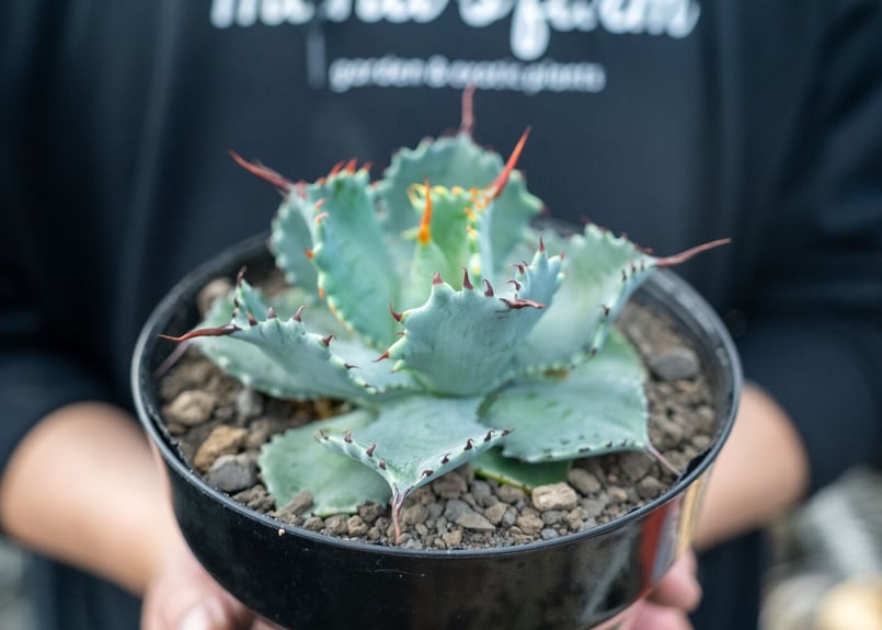 アガベ ポタトラム ”スポーン” agave potatorum 