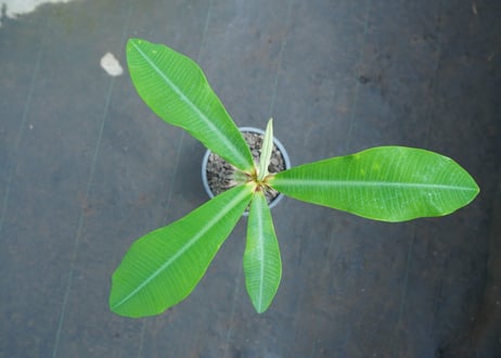 ユーフォルビア　ピグエリー　Euphorbia viguieri