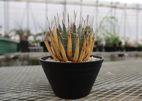 アガベ　ユタエンシス　Agave uthaensis　NO.4