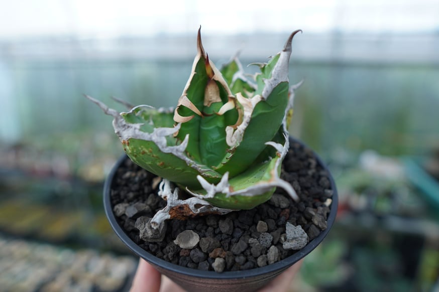 超希少種から普及種まで様々なアガベをアップします。 | mana's farm