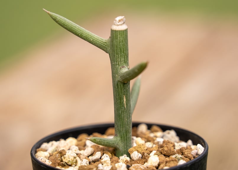 最終価格!!!　塊根幅約23センチ大株　アデニア　グロボーサ　レア扁平タイプ アデニアの商品一覧 | ビザールプランツ専門店「LAND KNOT PLANTS」