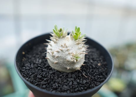 パキポディウム　恵比寿大黒　Pachypodium Densicaule　No.3