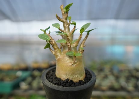 アデニウム　Adenium　No.13