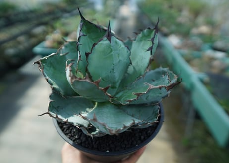 アガベ　チタノタ　 ブラックアンドブルー 　Agave titanota black and blue　No.5