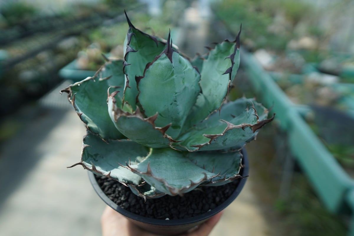 アガベ　ゴールド&ブルー ゴールド&ブルー アガベ 【公式通販】