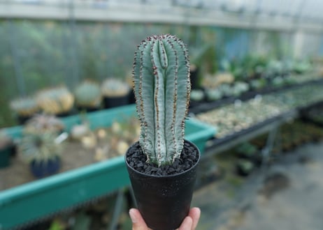 ユーフォルビア　ホリダ　スノーフレーク　Euphorbia horrida "Snowflake"
