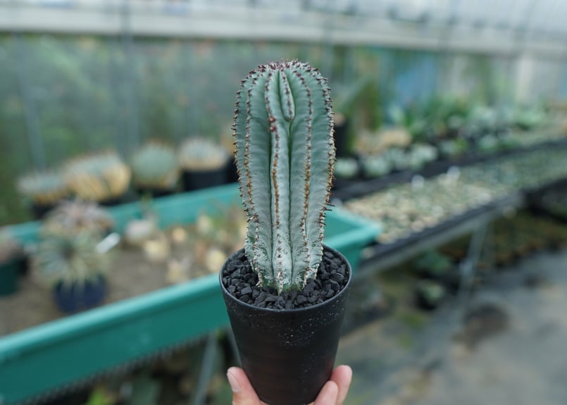 ユーフォルビア ホリダ スノーフレーク Euphorbia horrida 