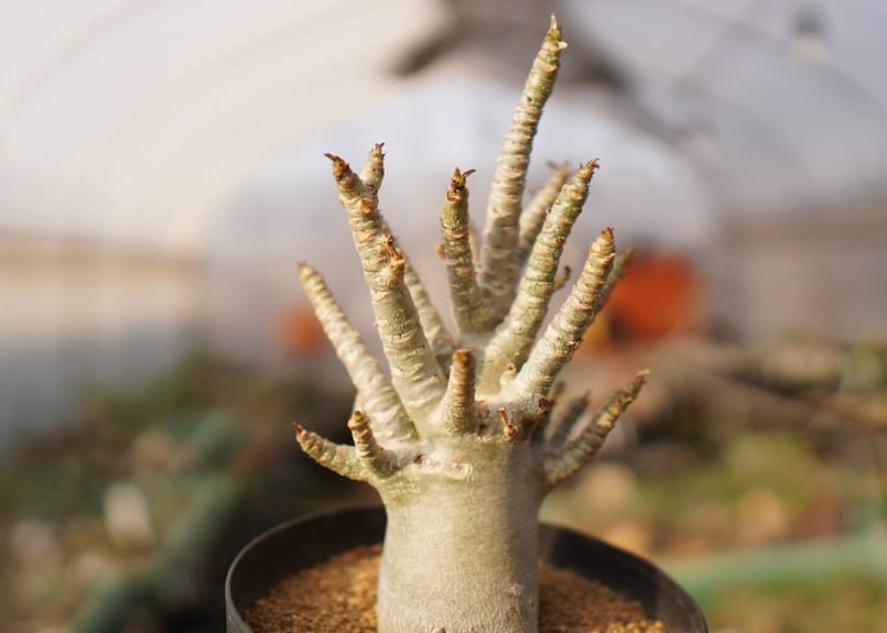 アデニウム アラビカム NO.6 | mana's farm:塊根植物・アガベ