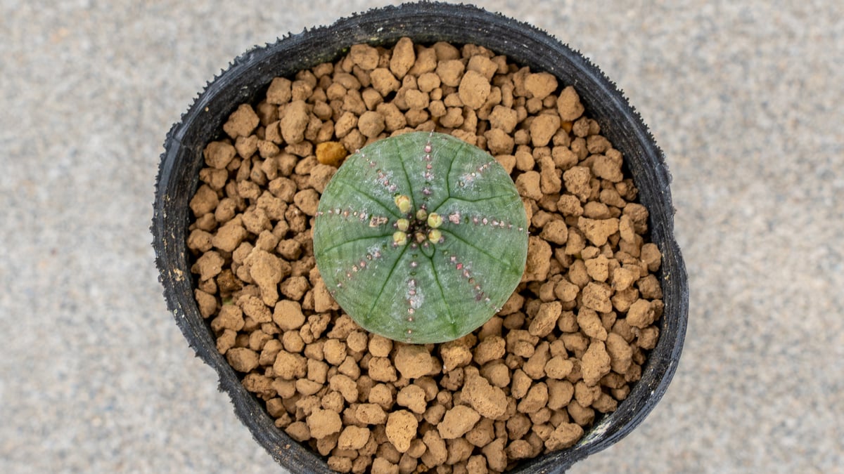 ユーフォルビア オベサ オス | mana's farm:塊根植物・アガベ・ドライ