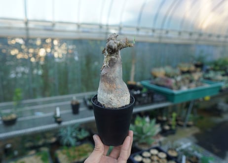 パキポディウム マカイエンセ　Pachypodium makayense　No.3