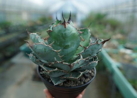 アガベ　チタノタ　 ブラックアンドブルー 　Agave titanota black and blue　No.1
