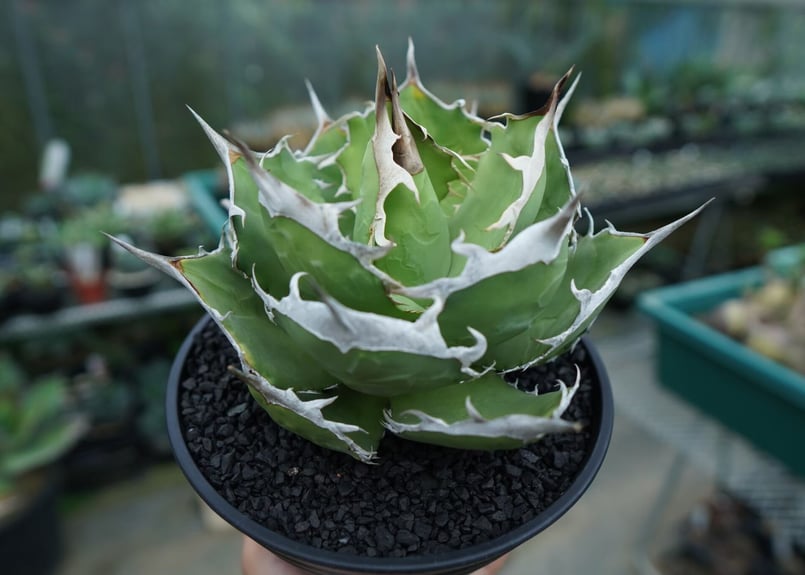 アガベ　獅子光　台湾 アガベ チタノタ 獅子光 agave titanota Lion light 子株 No.